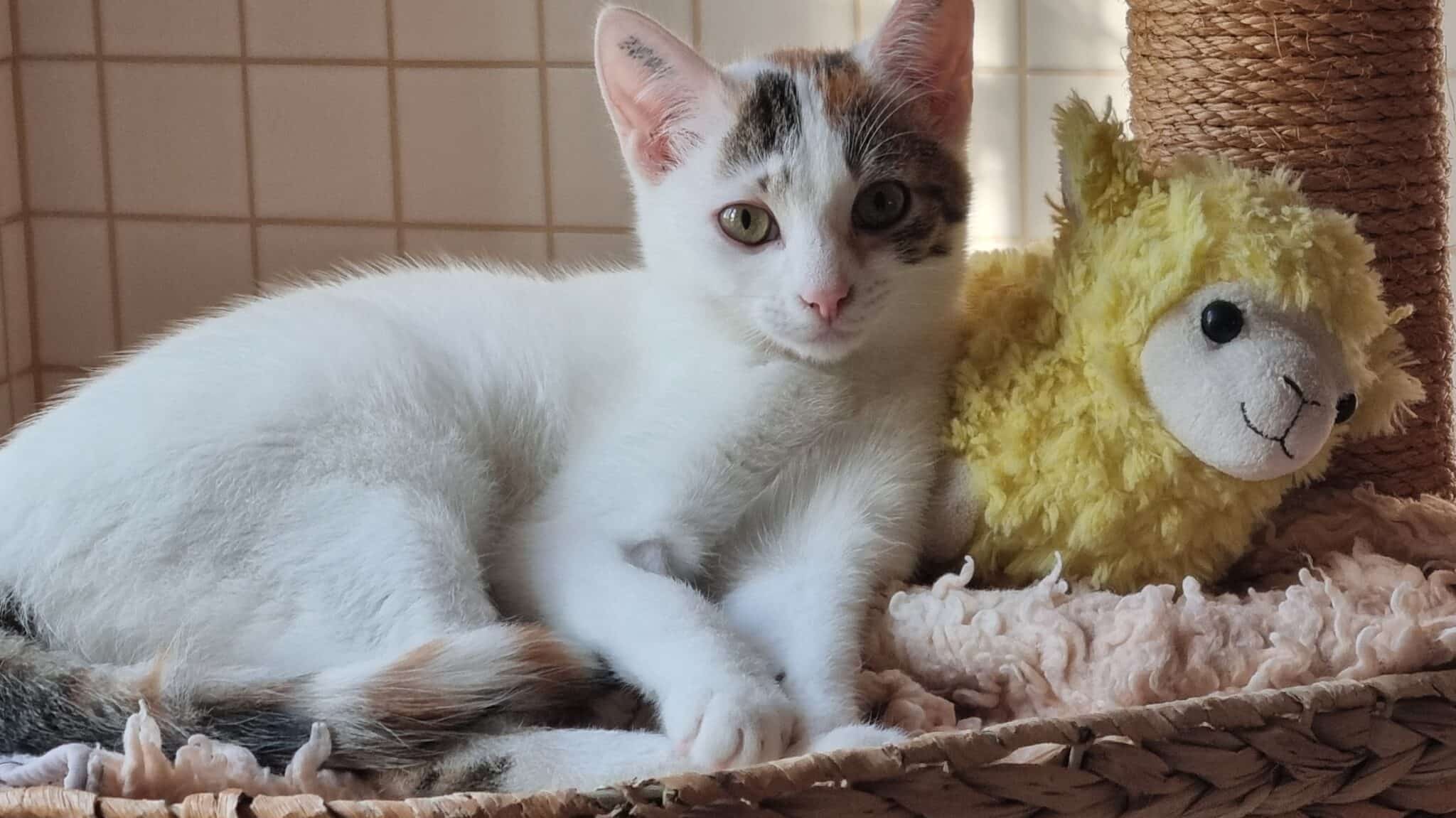 Ist Eine Katze Ein Kleintier